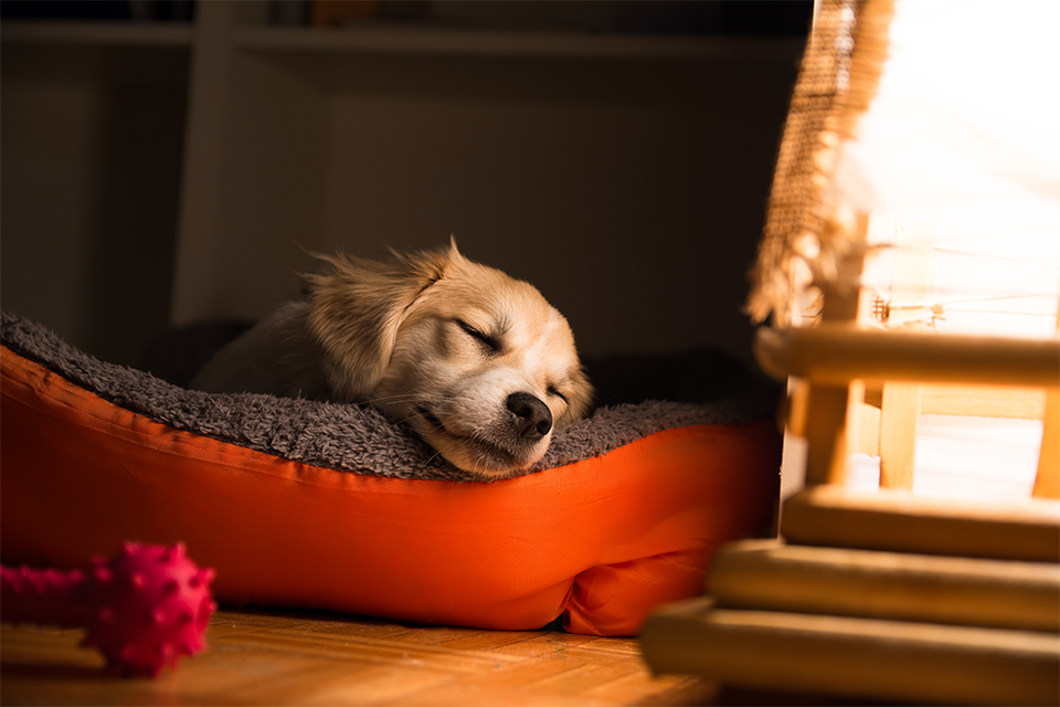 Por que meu Cachorro dorme de olho aberto? Descubra 4 verdades sobre esse fato! Saiba Mai