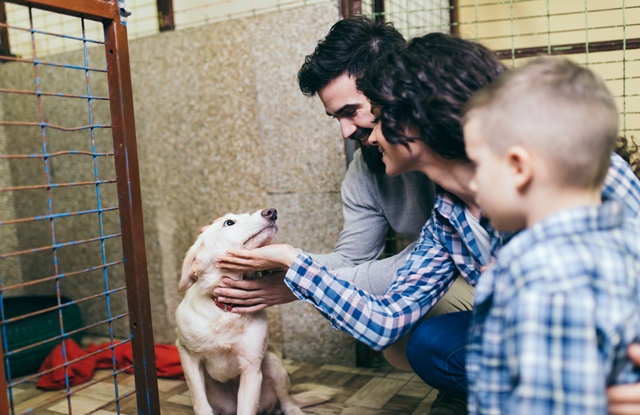 Adoção de Pets