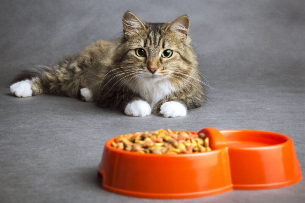 Alimentação Saudável para Gatos