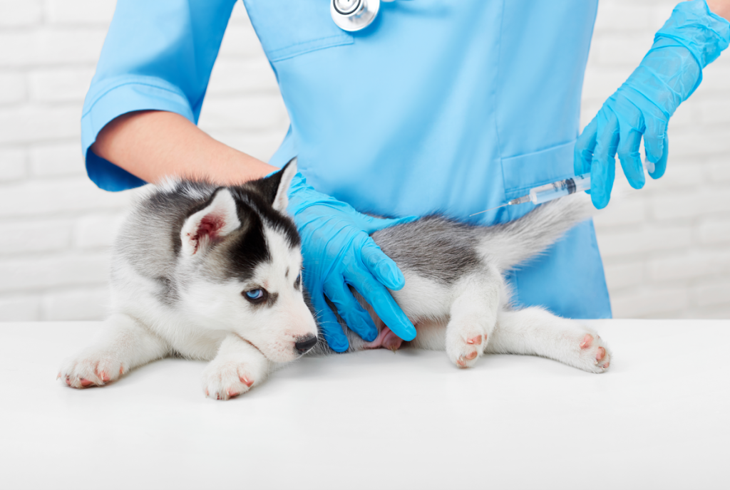 Vacinas Essenciais para Cães