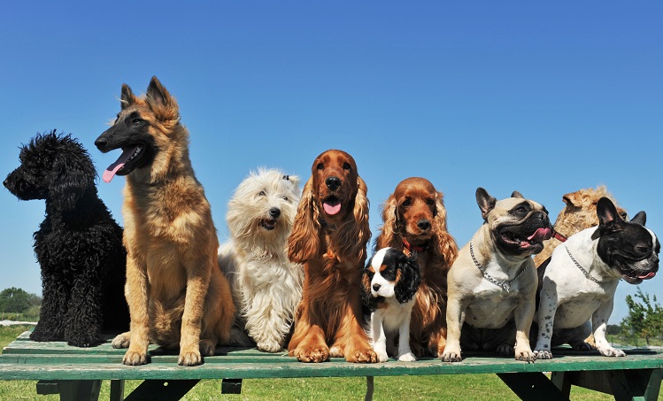 nomes para cachorros