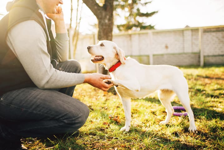 Socialização de Cães Adotados