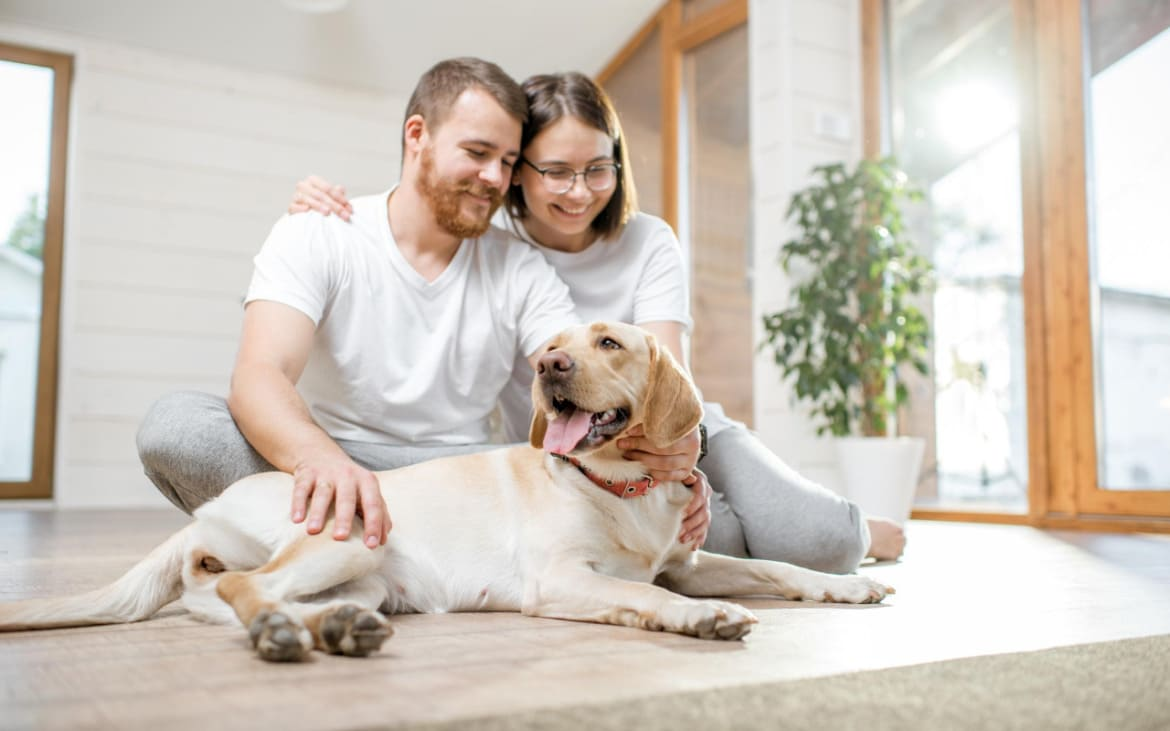 Adoção de cachorros: guia completo para novos donos.