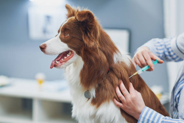 Vacinas Essenciais para Cães : Guia Completo!