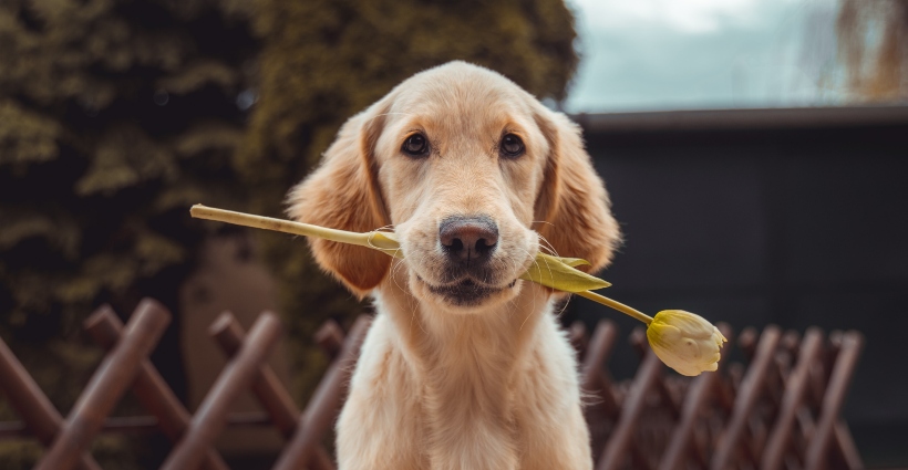 100 nomes para cachorros machos