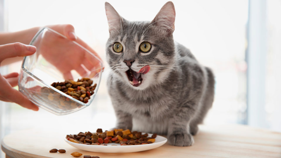 Alimentação Saudável para Gatos : 10 Dicas de Alimentos Essenciais