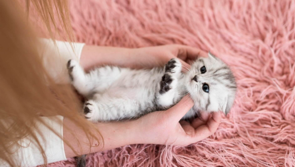 Com Quantos Dias o Gato Abre os Olhos ao Nascer?