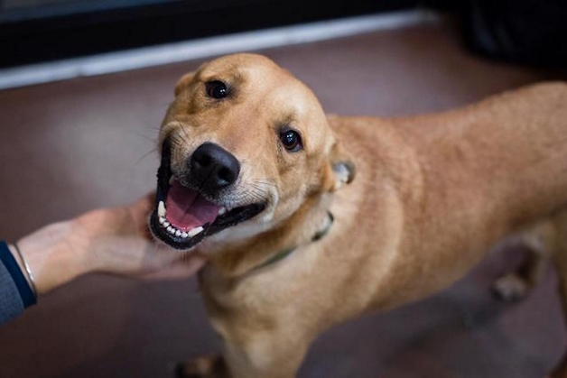 100 Nomes para Cachorro Caramelo: Escolha o Nome Perfeito para o Seu Amigo Dourado