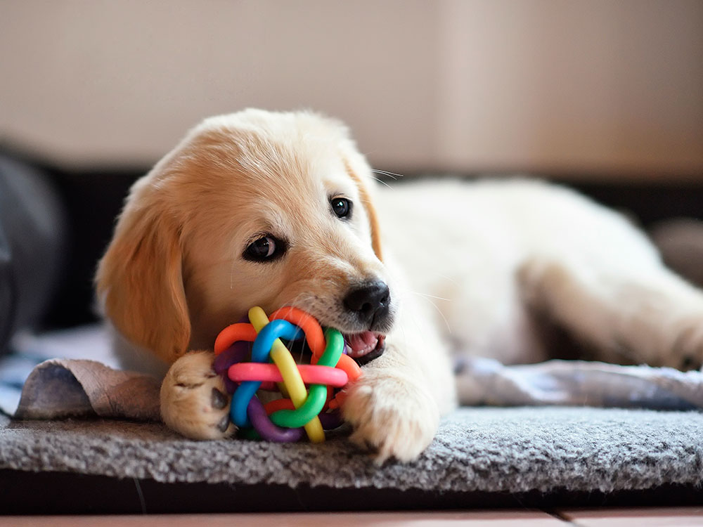 5 Brinquedos que Todo Cachorro Vai Amar