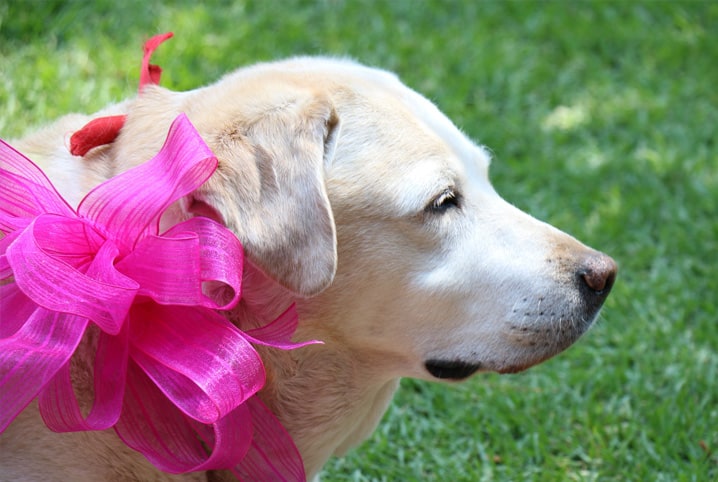 50 Nomes para Cachorro Fêmea: Escolha o Nome Perfeito para Sua Melhor Amiga