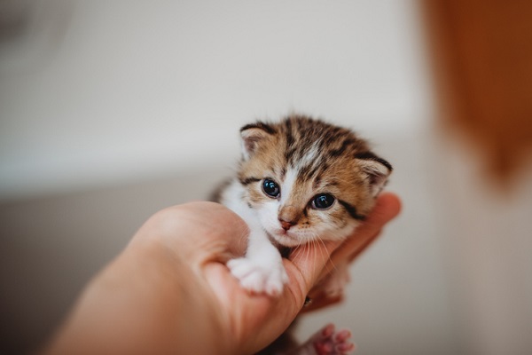 Como Cuidar de Gatos Recém-Nascidos: Um Guia Completo